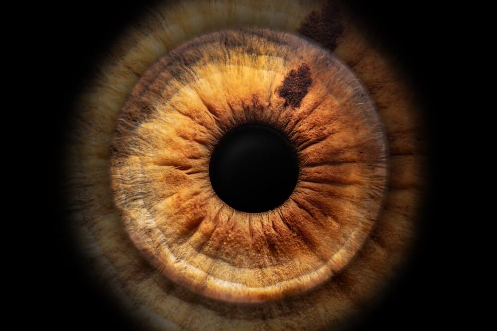 Zašto ljudi slikaju iris